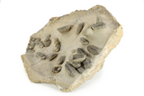 Cluster Of Over Struveaspis & Austerops Trilobites - Jorf, Morocco #244128-4